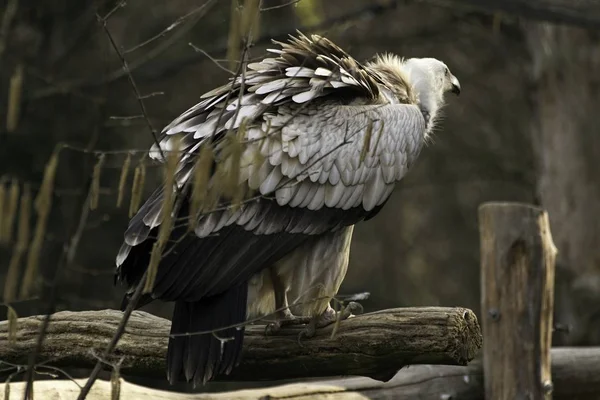 Griffon vulture, gyps fulvus in zoo — Stock Photo, Image