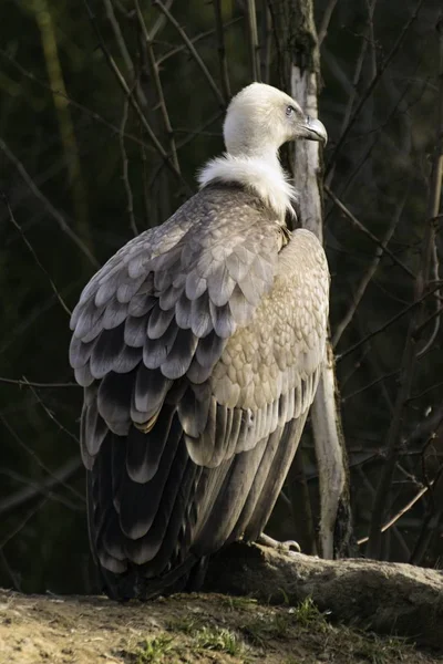 Buitre leonado, gyps fulvus en el zoológico — Foto de Stock