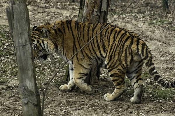 Сибирский тигр Panthera tigris altaica — стоковое фото