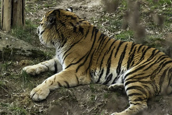 Szibériai Tigris Panthera tigris altaica — Stock Fotó