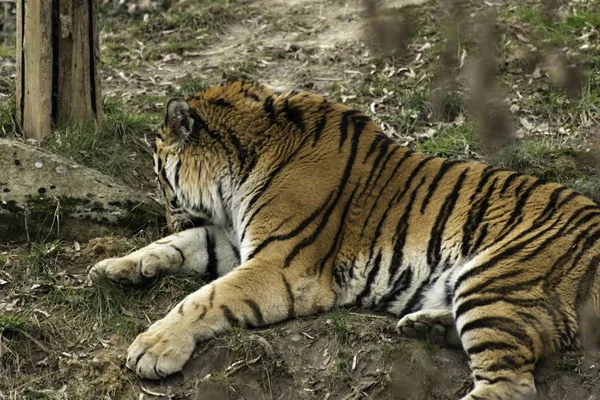 Szibériai Tigris Panthera tigris altaica — Stock Fotó