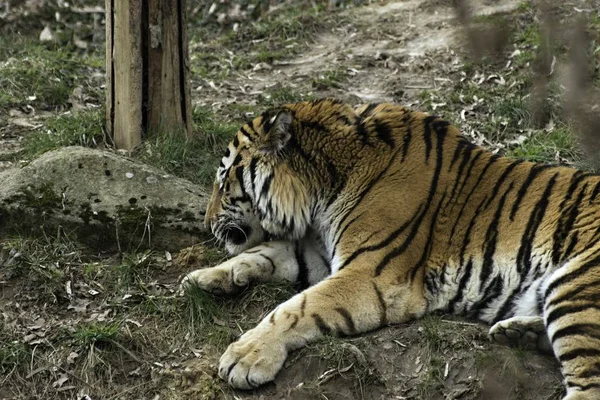 Tigre siberiano Panthera tigris altaica — Foto de Stock