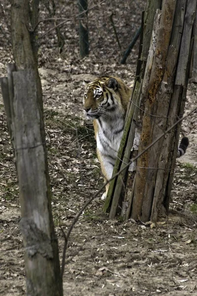 Сибирский тигр Panthera tigris altaica — стоковое фото