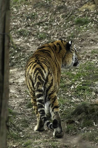 Siberian Tiger Panthera tigris altaica — Stock Photo, Image