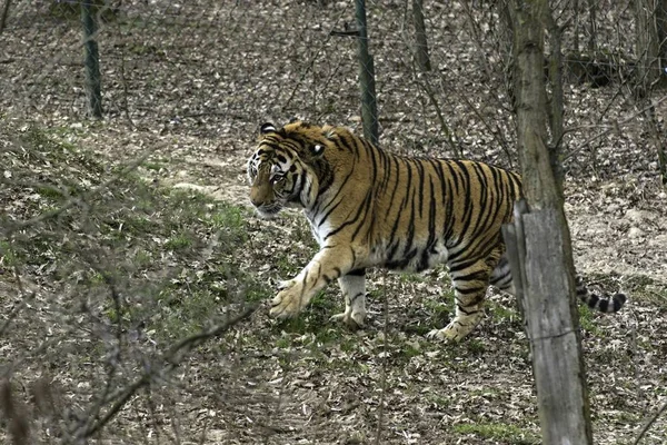 Siberian Tiger Panthera tigris altaica — Stock Photo, Image