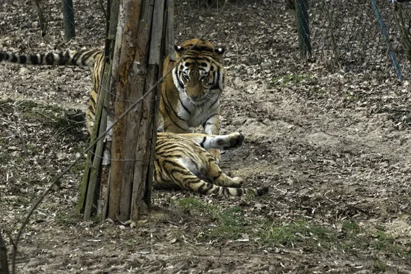 Sibirischer Tiger Panthera tigris altaica — Stockfoto