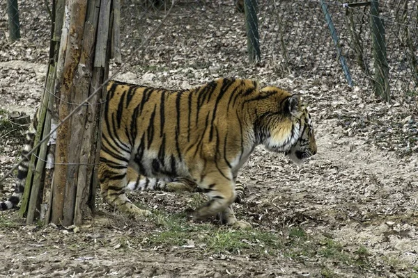 Сибирский тигр Panthera tigris altaica — стоковое фото