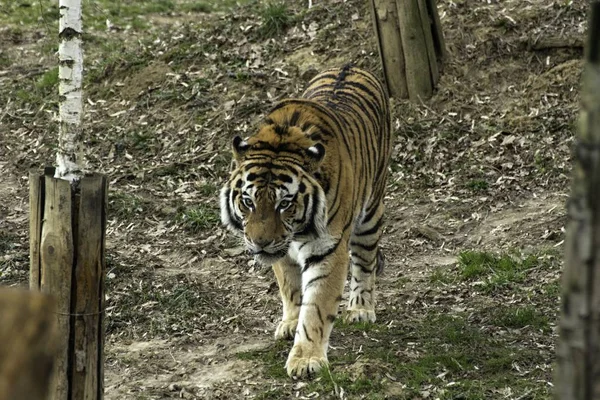 Сибирский тигр Panthera tigris altaica — стоковое фото