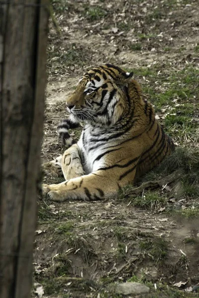 Tigre siberiano Panthera tigris altaica — Foto de Stock