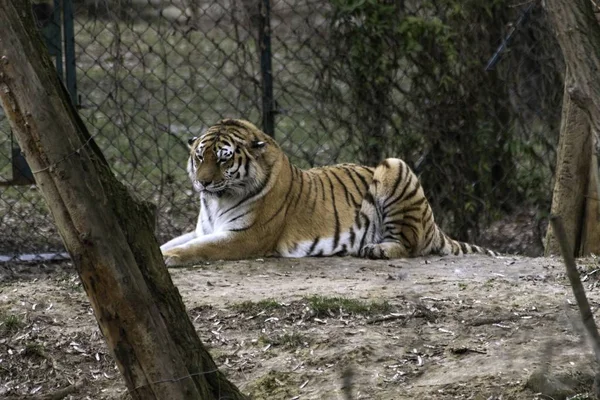 Tigre siberiano Panthera tigris altaica — Foto de Stock