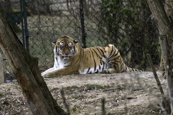 Sibirischer Tiger Panthera tigris altaica — Stockfoto