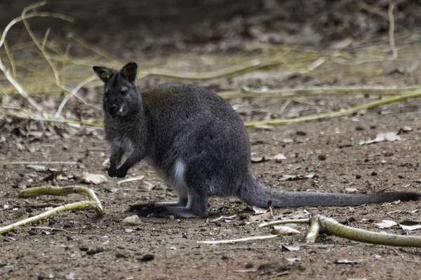 Red-necked Wallaby Macropus rufogriseus — Stockfoto