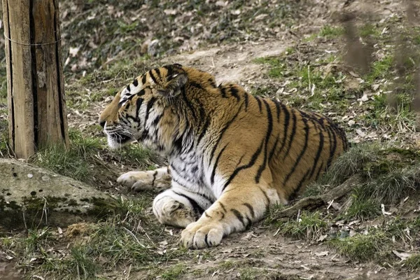 Sibirischer Tiger Panthera tigris altaica — Stockfoto