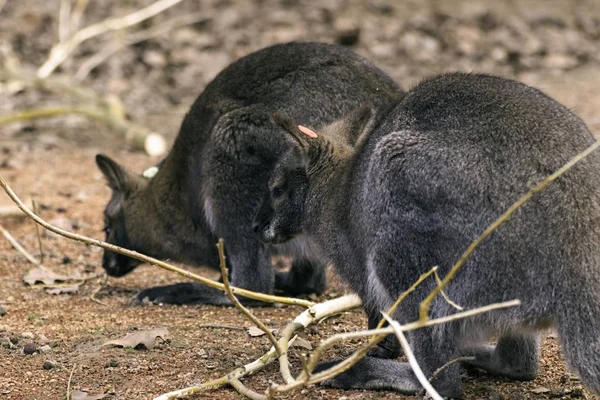 붉은 목 왈 라비 Macropus rufogriseus — 스톡 사진