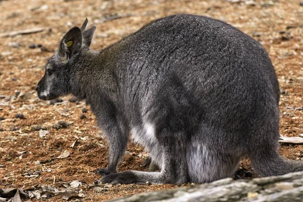 Red-necked μικρή κάγκουρο Macropus rufogriseus — Φωτογραφία Αρχείου