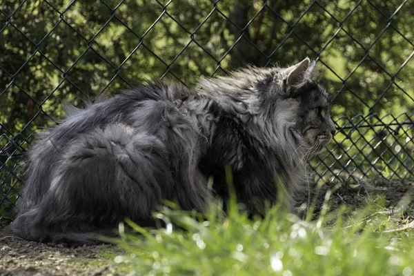 Adult male maine coon cat — Stock Photo, Image