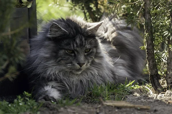 Adulto macho maine coon gato —  Fotos de Stock