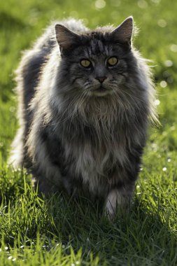 yetişkin erkek maine coon kedi