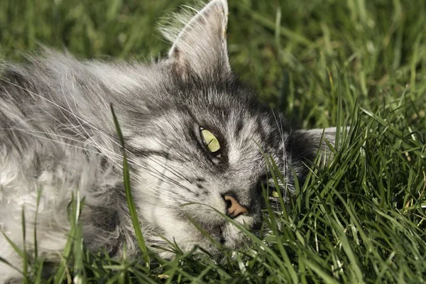 Adulto macho maine coon gato —  Fotos de Stock