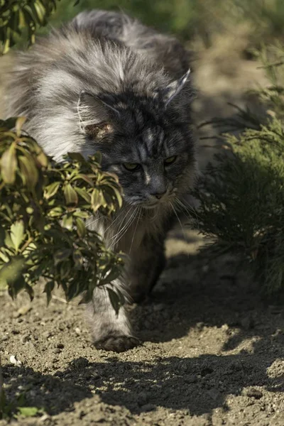 Dospělý samec Mainská mývalí kočka — Stock fotografie