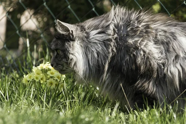 성인 남성 메인 coon 고양이 — 스톡 사진