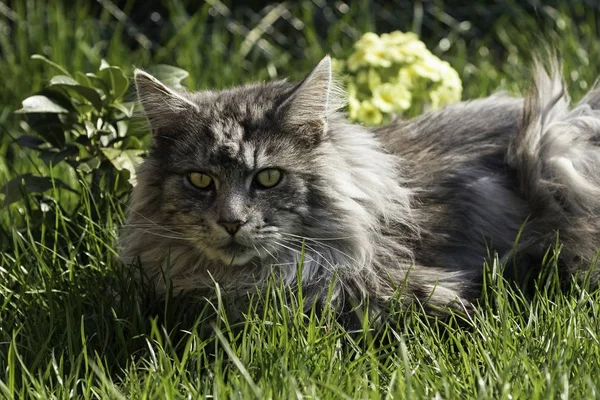 Adulto maschio maine procione gatto — Foto Stock