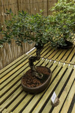 güzel eski bonsai