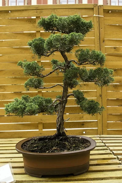 Beautiful old bonsai — Stock Photo, Image