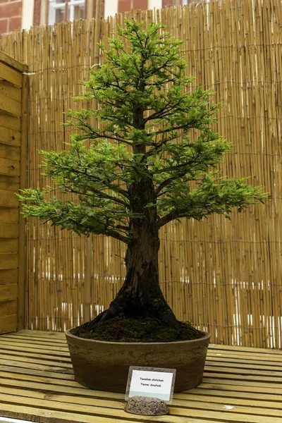 Bonsai velho bonito — Fotografia de Stock