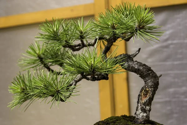 Hermoso viejo bonsái — Foto de Stock
