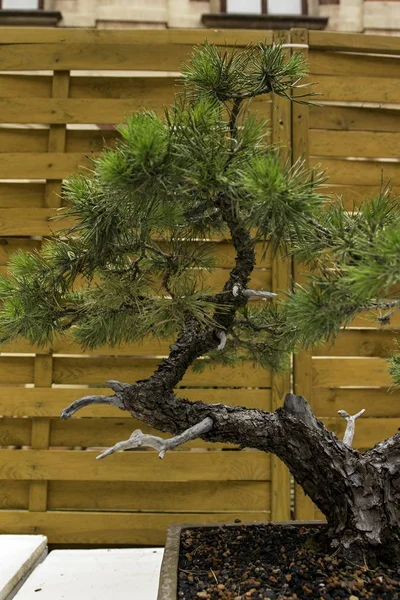 Bellissimo vecchio bonsai — Foto Stock
