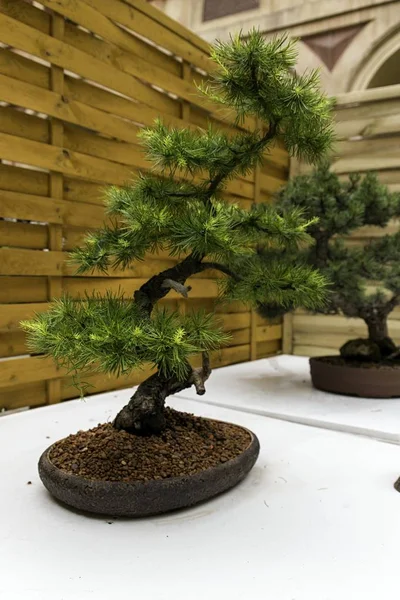 Beautiful old bonsai — Stock Photo, Image