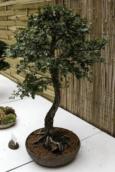 Bonsai velho bonito — Fotografia de Stock