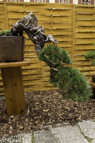 Bonsai velho bonito — Fotografia de Stock