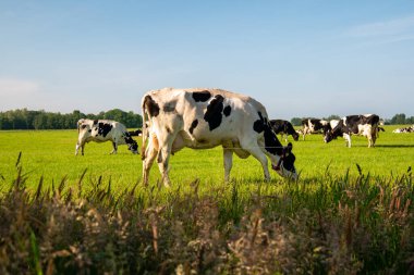 Hollanda 'nın Noordoostpoland' ı Flevoland 'da, güneşli bahar havasında Hollandalı bir grup inek dışarıda bekliyor.