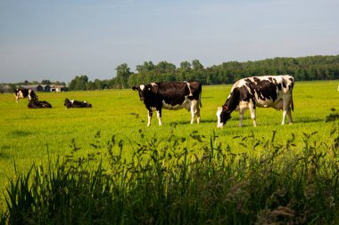 Hollanda 'nın Noordoostpoland' ı Flevoland 'da, güneşli bahar havasında Hollandalı bir grup inek dışarıda bekliyor.