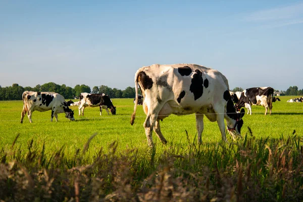 Hollanda 'nın Noordoostpoland' ı Flevoland 'da, güneşli bahar havasında Hollandalı bir grup inek dışarıda bekliyor.