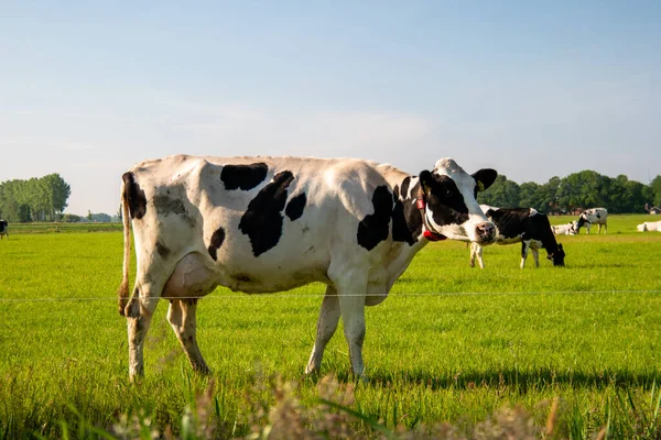 Nizozemská skupina krav venku za slunečného jarního počasí v Nizozemsku Noordoostpolder Flevoland — Stock fotografie