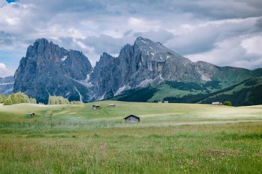 Alpe di Siusi - Seiser Alm ve Sassolungo - Langkofel dağ grubu gün batımında arka planda. Dolomitler, Trentino Alto Adige, Güney Tyrol, İtalya ve Avrupa 'da sarı bahar çiçekleri ve ahşap sürahiler