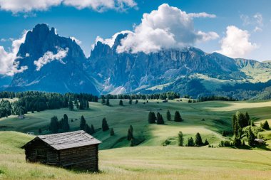 Alpe di Siusi - Seiser Alm ve Sassolungo - Langkofel dağ grubu gün batımında arka planda. Dolomitler, Trentino Alto Adige, Güney Tyrol, İtalya ve Avrupa 'da sarı bahar çiçekleri ve ahşap sürahiler