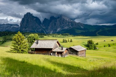 Alpe di Siusi - Seiser Alm ve Sassolungo - Langkofel dağ grubu gün batımında arka planda. Dolomitler, Trentino Alto Adige, Güney Tyrol, İtalya ve Avrupa 'da sarı bahar çiçekleri ve ahşap sürahiler