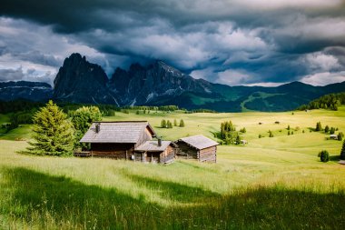 Alpe di Siusi - Seiser Alm ve Sassolungo - Langkofel dağ grubu gün batımında arka planda. Dolomitler, Trentino Alto Adige, Güney Tyrol, İtalya ve Avrupa 'da sarı bahar çiçekleri ve ahşap sürahiler