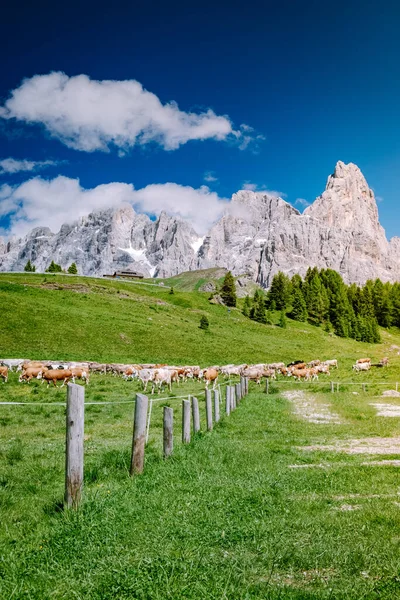 Pale di San Martino from Baita Segantini - Passo Rolle italy, Couple visit the italian Alps, View of Cimon della Pala, the best-know peak of the Pale di San Martino Group in the Dolomites, northern — стоковое фото