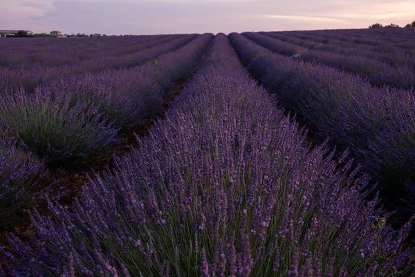 Provence, Lavender field France, Valensole Plateau, colorful field of Lavender Valensole Plateau, Provence, Southern France. Lavender field — Stock Photo, Image