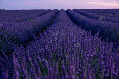 Provence, Lavanta tarlası Fransa, Valensole Platosu, Güney Fransa, Lavender Valensole Platosu 'nun renkli tarlası. Lavanta tarlası
