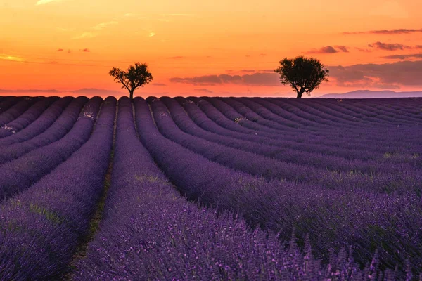 Valensole Plateau, Provence, Southern France. Lavender field at sunset