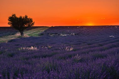 Valensole Platosu, Provence, Güney Fransa. Gün batımında lavanta tarlası