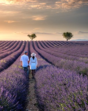 Provence lavanta tarlalarında, Provence, Lavender Field France, Valensole Platosu 'nda renkli Lavanta Platosu, Provence, Güney Fransa' da tatil yapan birkaç erkek ve kadın. Lavanta