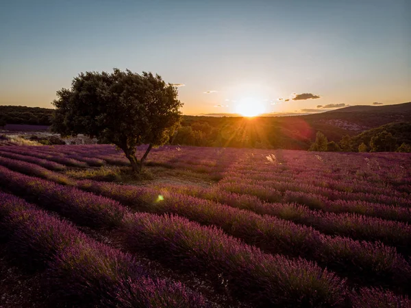 Campi di lavanda in Ardeche nel sud-est della Francia — Foto Stock