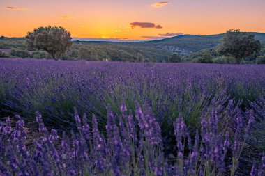 Günbatımında Fransa 'nın güneyinde Ardeche lavanta tarlaları, Fransa' nın güneydoğusunda Ardeche 'de lavanta tarlaları